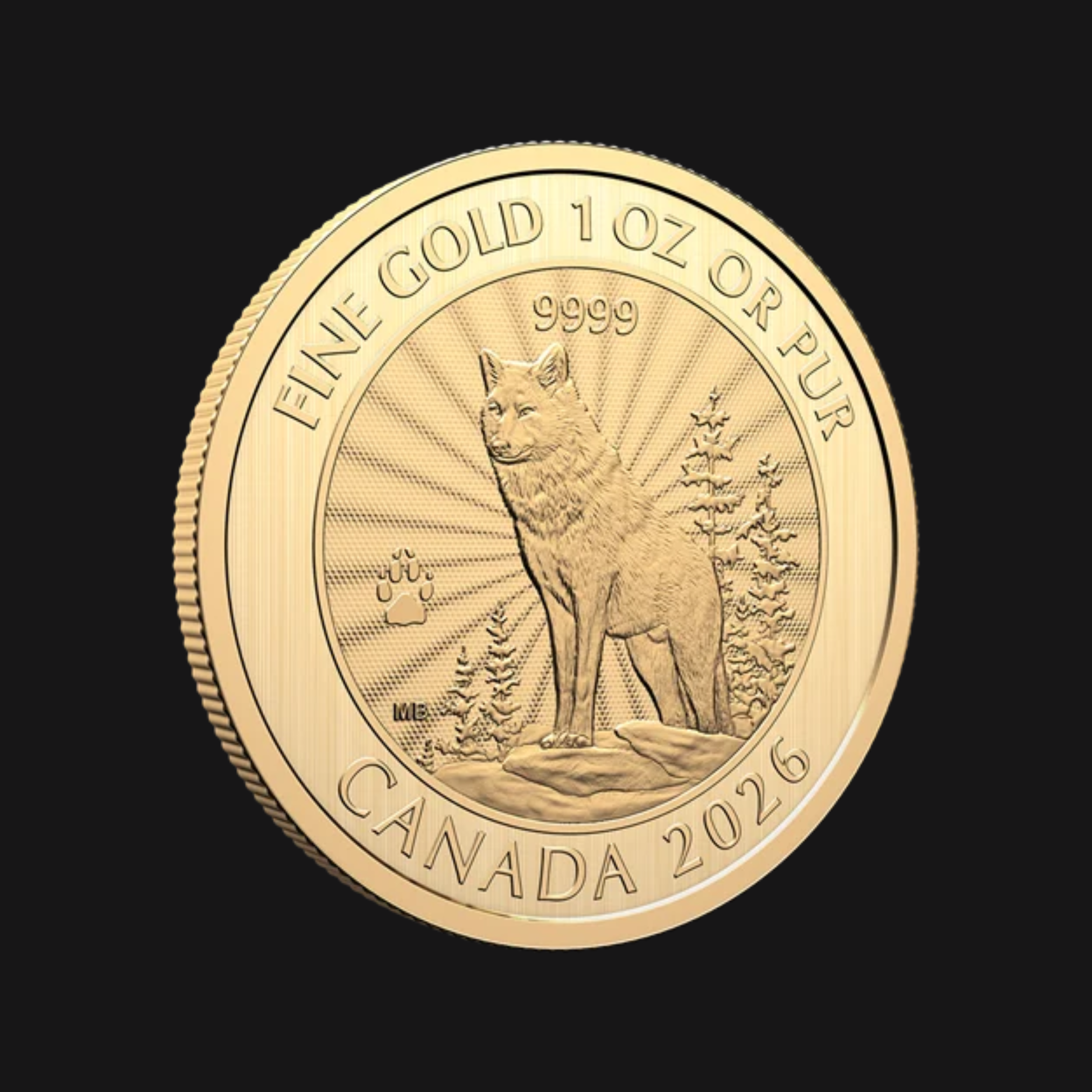 Le Majestueux Loup 2026 – Pièce de 1 oz en or pur .9999 de la Monnaie royale canadienne recto incliné | Groupe Conquer'or